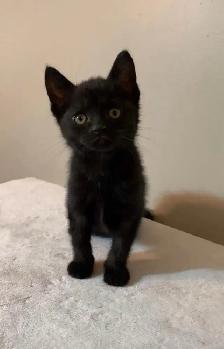 beautiful baby kittens for sslev - Photo 8
