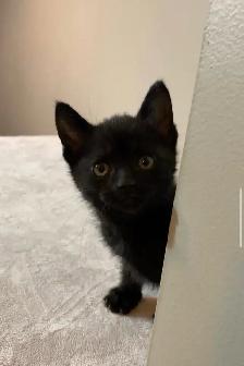 beautiful baby kittens for sslev - Photo 9