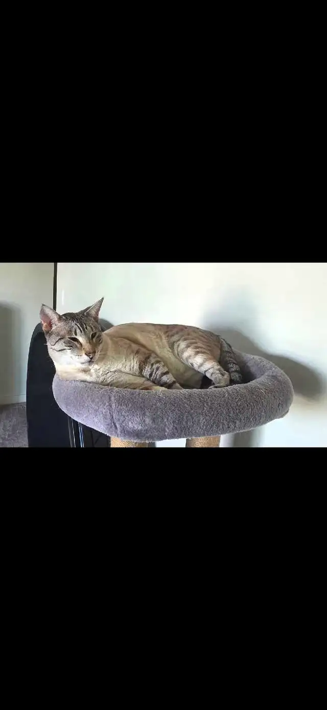 3 year old fixed Savannah