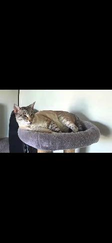 3 year old fixed Savannah