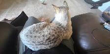 3 year old fixed Savannah - Photo 2