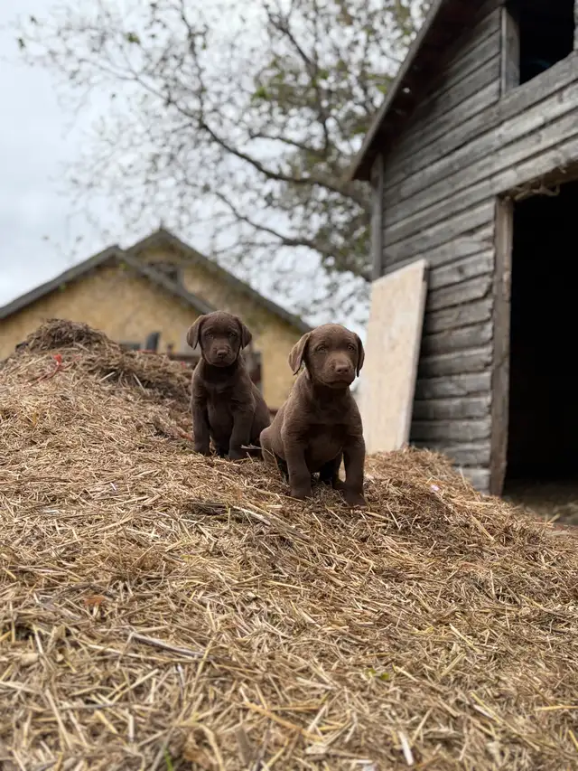 Chocolate Lab Puppies