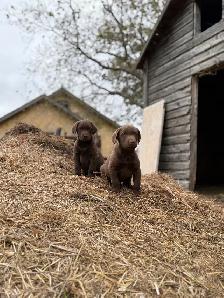 Chocolate Lab Puppies