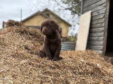 Chocolate Lab Puppies - Photo 2