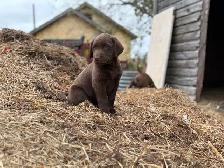 Chocolate Lab Puppies - Photo 3
