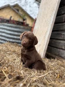 Chocolate Lab Puppies - Photo 4
