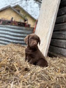 Chocolate Lab Puppies - Photo 5