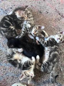 Two lovely kitten and mom looking for home