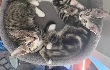 Two lovely kitten and mom looking for home - Photo 3