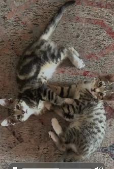 Two lovely kitten and mom looking for home - Photo 4