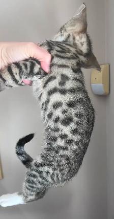 Two lovely kitten and mom looking for home - Photo 5