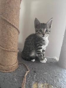 Two lovely kitten and mom looking for home - Photo 6