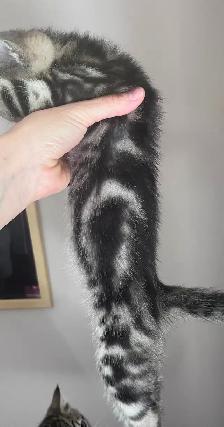 Two lovely kitten and mom looking for home - Photo 7