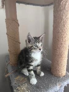 Two lovely kitten and mom looking for home - Photo 8
