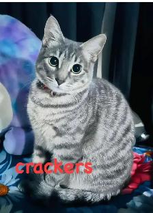 Two lovely kitten and mom looking for home - Photo 9