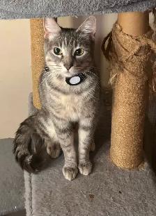 Two lovely kitten and mom looking for home - Photo 10