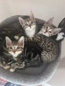Two lovely kitten and mom looking for home - Photo 11