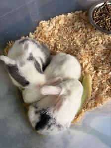 lapins bébé