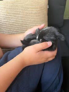 lapins bébé - Photo 2