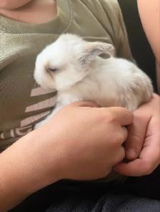 lapins bébé - Photo 3