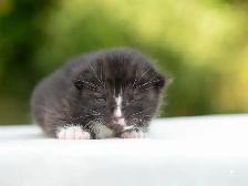 Beautiful Kittens for Sale! 3 Reservations Available! - Photo 4