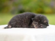 Beautiful Kittens for Sale! 3 Reservations Available! - Photo 8
