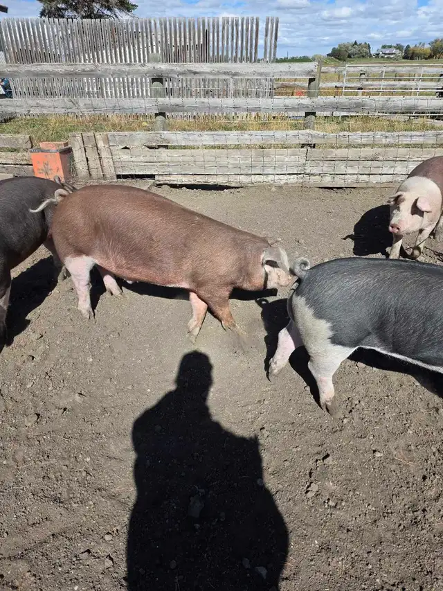 Berkshire cross Market pigs