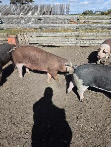 Berkshire cross Market pigs