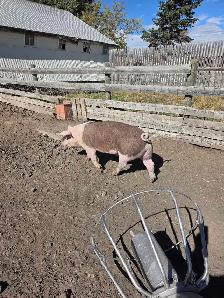 Berkshire cross Market pigs - Photo 2