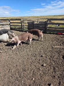 Berkshire cross Market pigs - Photo 3