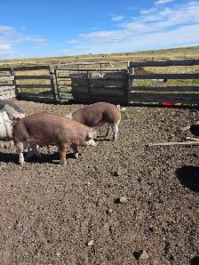 Berkshire cross Market pigs - Photo 4