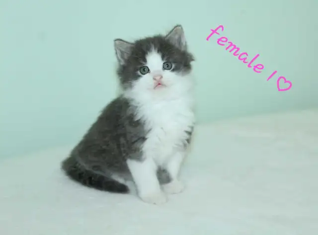 ADORABLE LONGHAIRED KITTENS AVAILABLE!