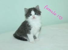 ADORABLE LONGHAIRED KITTENS AVAILABLE!