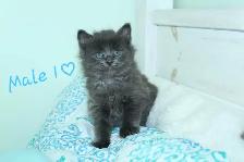 ADORABLE LONGHAIRED KITTENS AVAILABLE! - Photo 2
