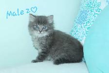 ADORABLE LONGHAIRED KITTENS AVAILABLE! - Photo 3