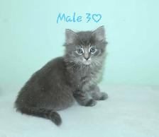 ADORABLE LONGHAIRED KITTENS AVAILABLE! - Photo 4