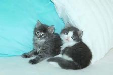 ADORABLE LONGHAIRED KITTENS AVAILABLE! - Photo 5