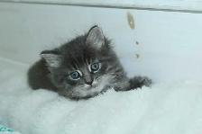 ADORABLE LONGHAIRED KITTENS AVAILABLE! - Photo 6