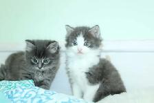 ADORABLE LONGHAIRED KITTENS AVAILABLE! - Photo 7