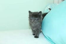 ADORABLE LONGHAIRED KITTENS AVAILABLE! - Photo 8