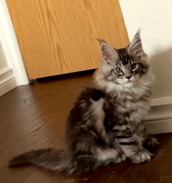 Purebred Maine Coon Kittens – Now Open for Reservation!