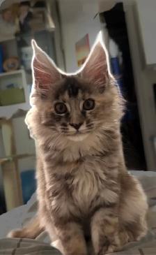 Purebred Maine Coon Kittens – Now Open for Reservation! - Photo 2