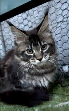 Purebred Maine Coon Kittens – Now Open for Reservation! - Photo 4