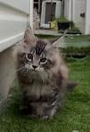 Purebred Maine Coon Kittens – Now Open for Reservation! - Photo 5