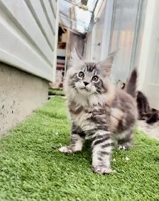 Purebred Maine Coon Kittens – Now Open for Reservation! - Photo 6