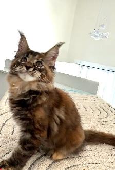Purebred Maine Coon Kittens – Now Open for Reservation! - Photo 7