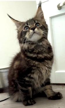Purebred Maine Coon Kittens – Now Open for Reservation! - Photo 10