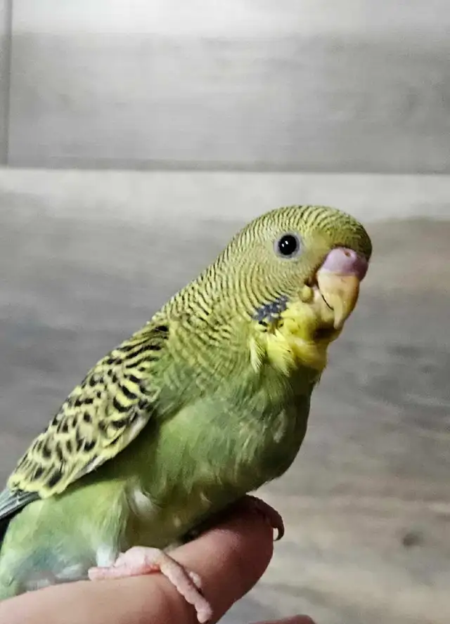 Budgie Babies