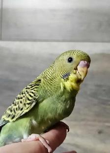 Budgie Babies