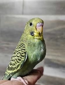 Budgie Babies - Photo 2